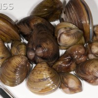 Asian Clam